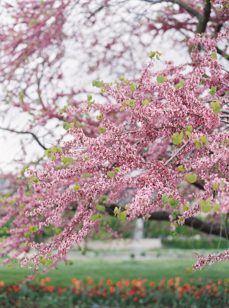 Paris-arbre-fleuri-au-printemps